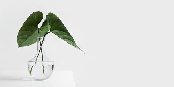 A big green leaf in a short glass vase
