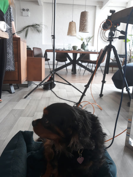 A King Charles Spaniel lying on the floor with an interior photoshoot happening in the background
