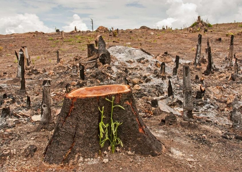 chopped trees in barren landscape