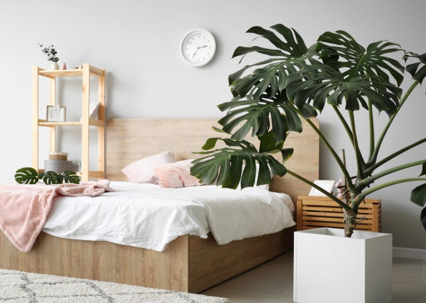 solid wood bed with large green house plant