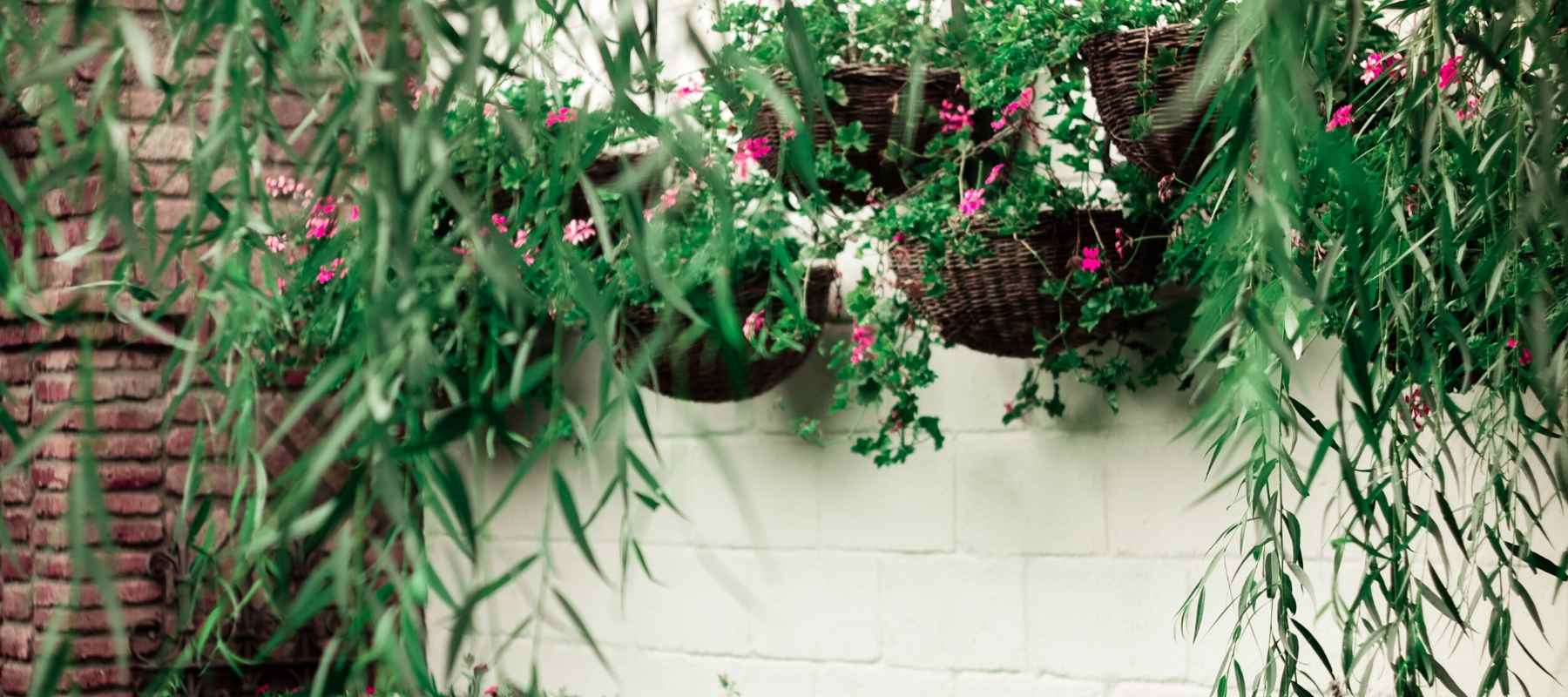 Green hanging plants on white wall