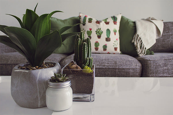 Cactus on White Coffee Table and Grey Sofa