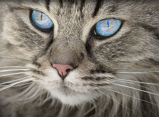 Cat with Blue Eyes Modish Living