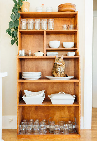 Cat on Wooden Shelves