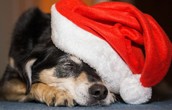 Christmas Hat Dog