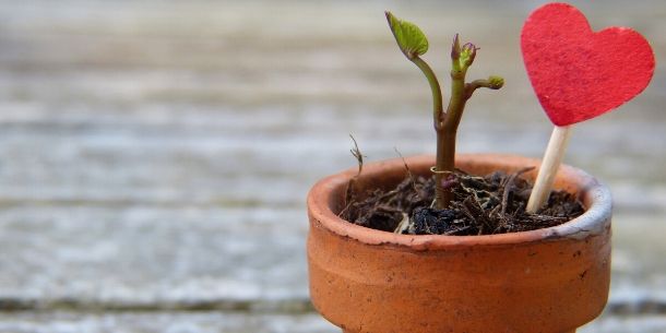 Seed growing out of small terracotta pot with red heart on a stick