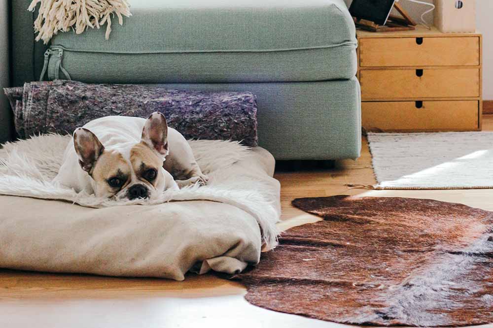 Dog on Bed with Brown Rug
