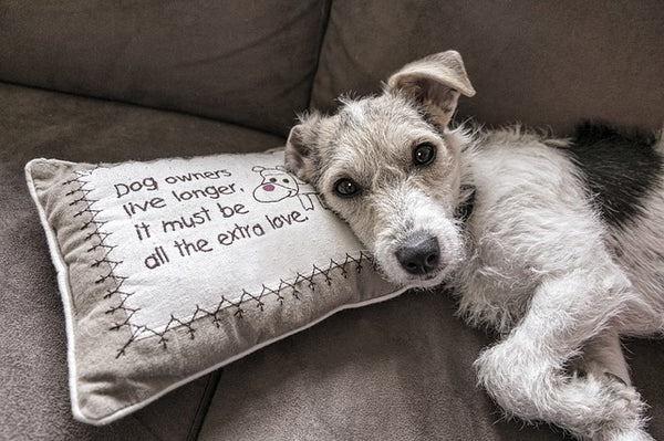 Dog on Sofa with Pillow