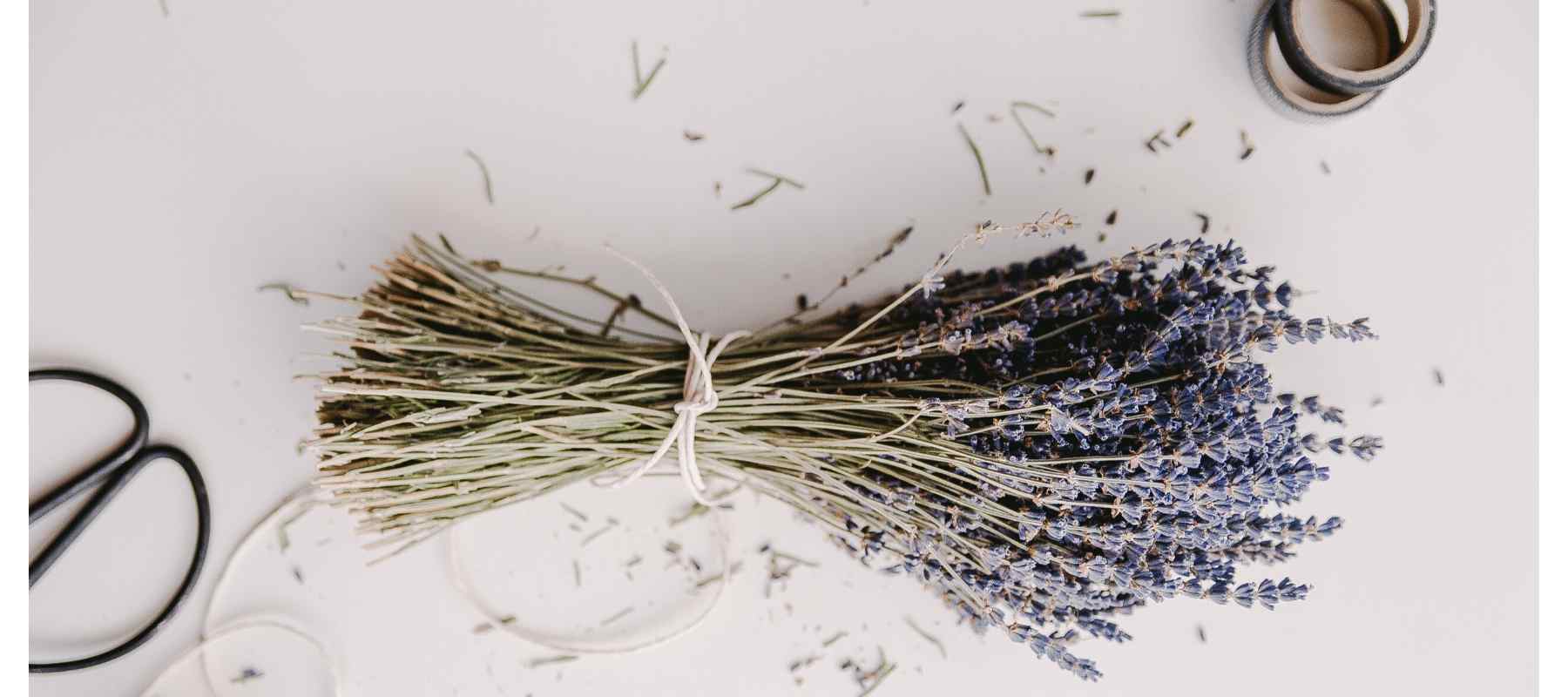 Bunch of lavender tied with string