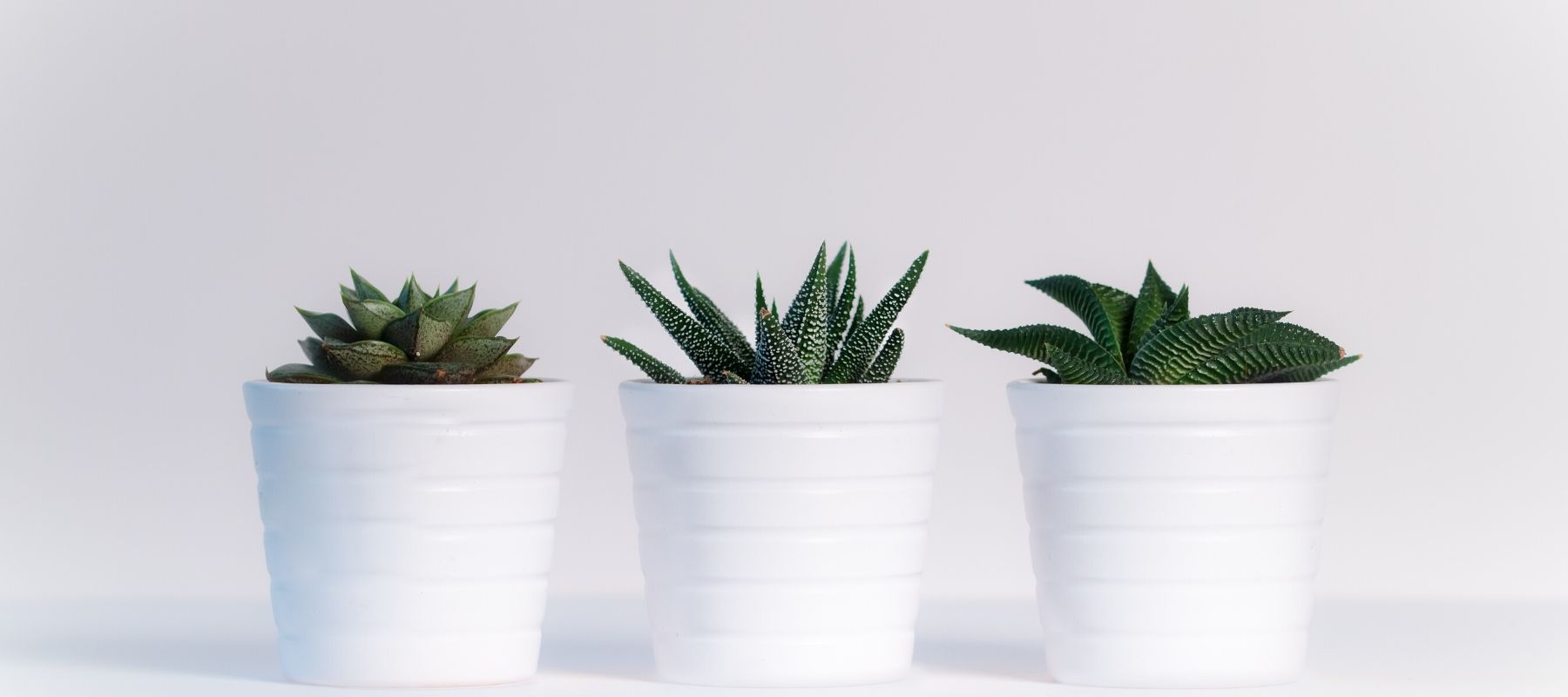 Three small plants in white pots