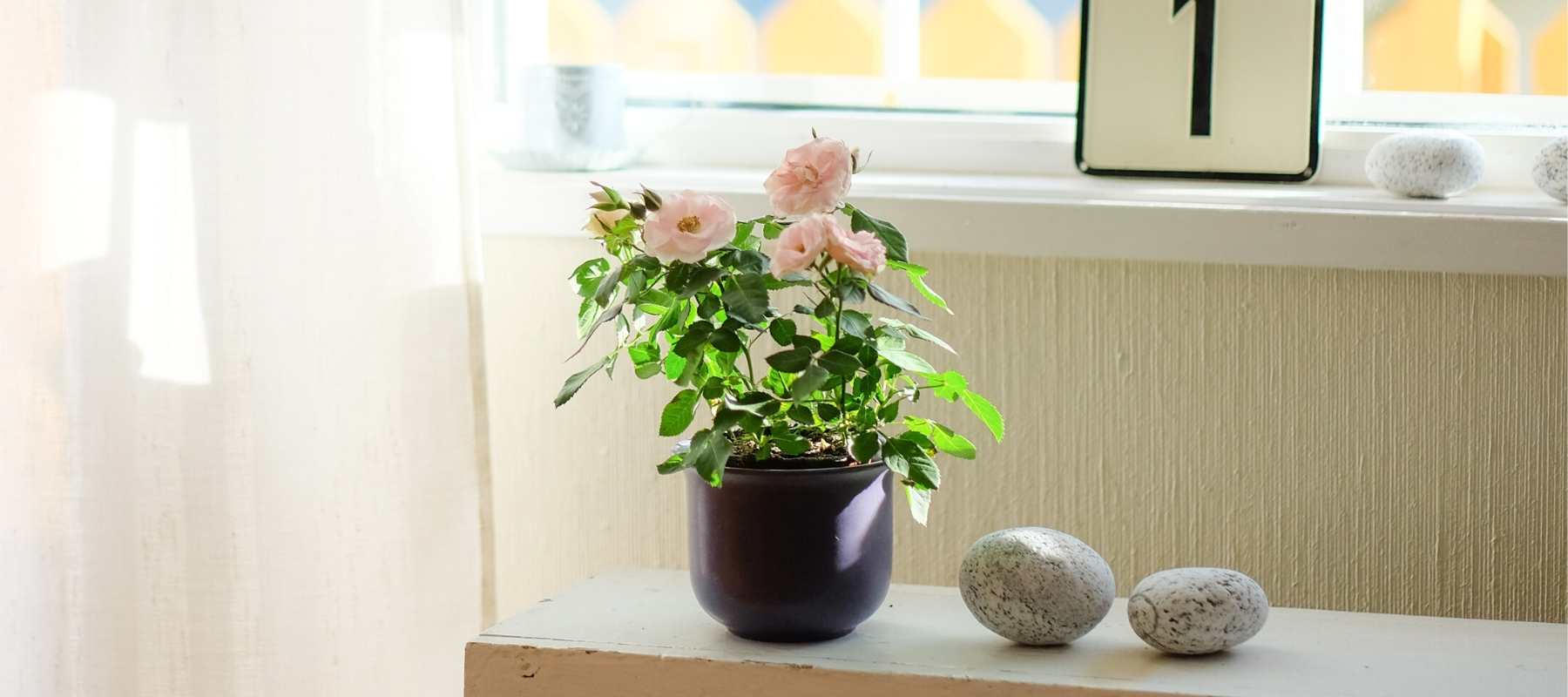 Pink flower in a pot on a sunny window seal