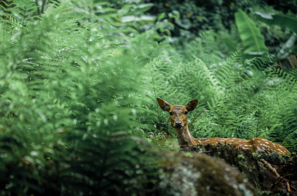 Doe perked up in a lusciously green forest