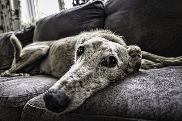 Grey Dog on Sofa