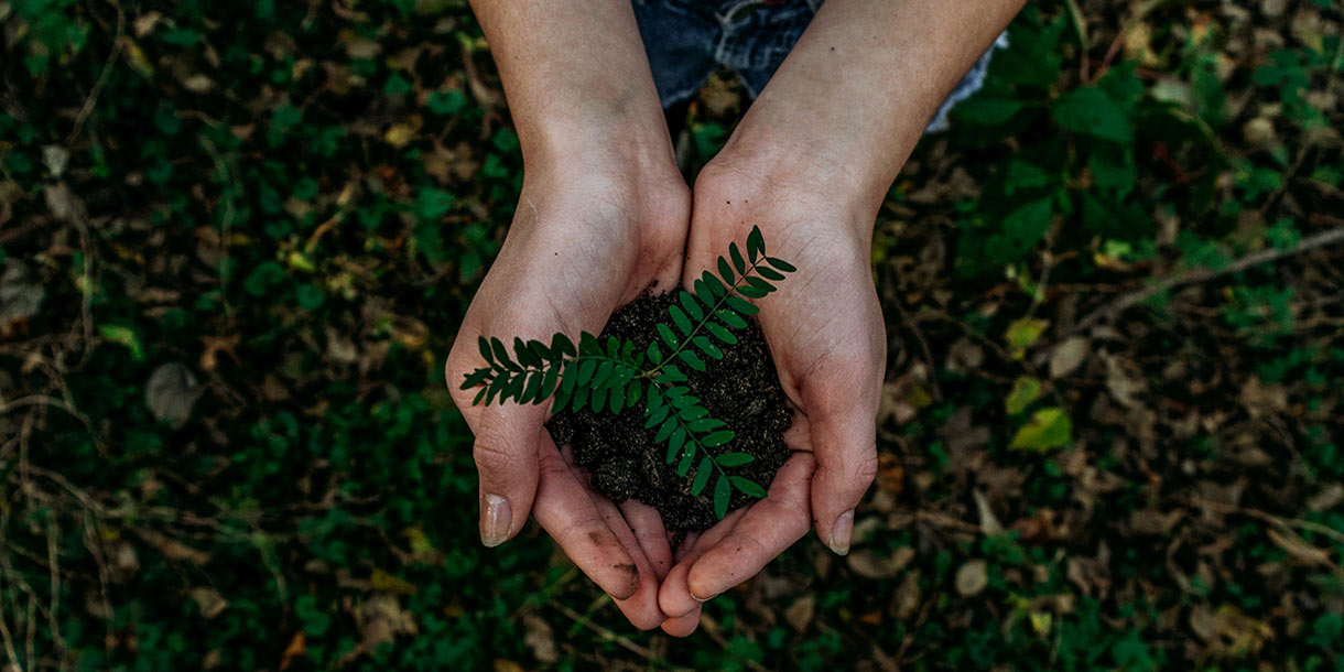 Hands holding a sprouting green plant