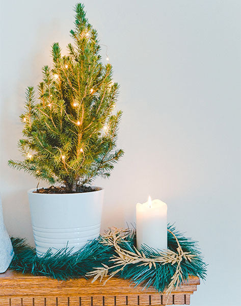 Natural Christmas Tree in Pot