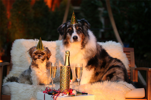 New Year Dogs