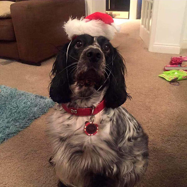 Oscar Dog on Christmas