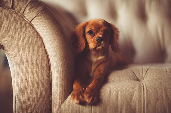 Puppy on Chesterfield Sofa