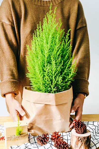 Woman Holding Small Natural Christmas Tree 