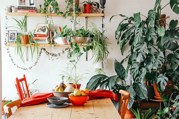 Dining Table with Plants