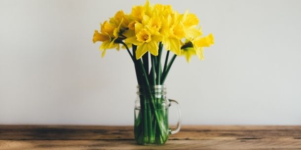 yellow daffodils on a rustic dining table