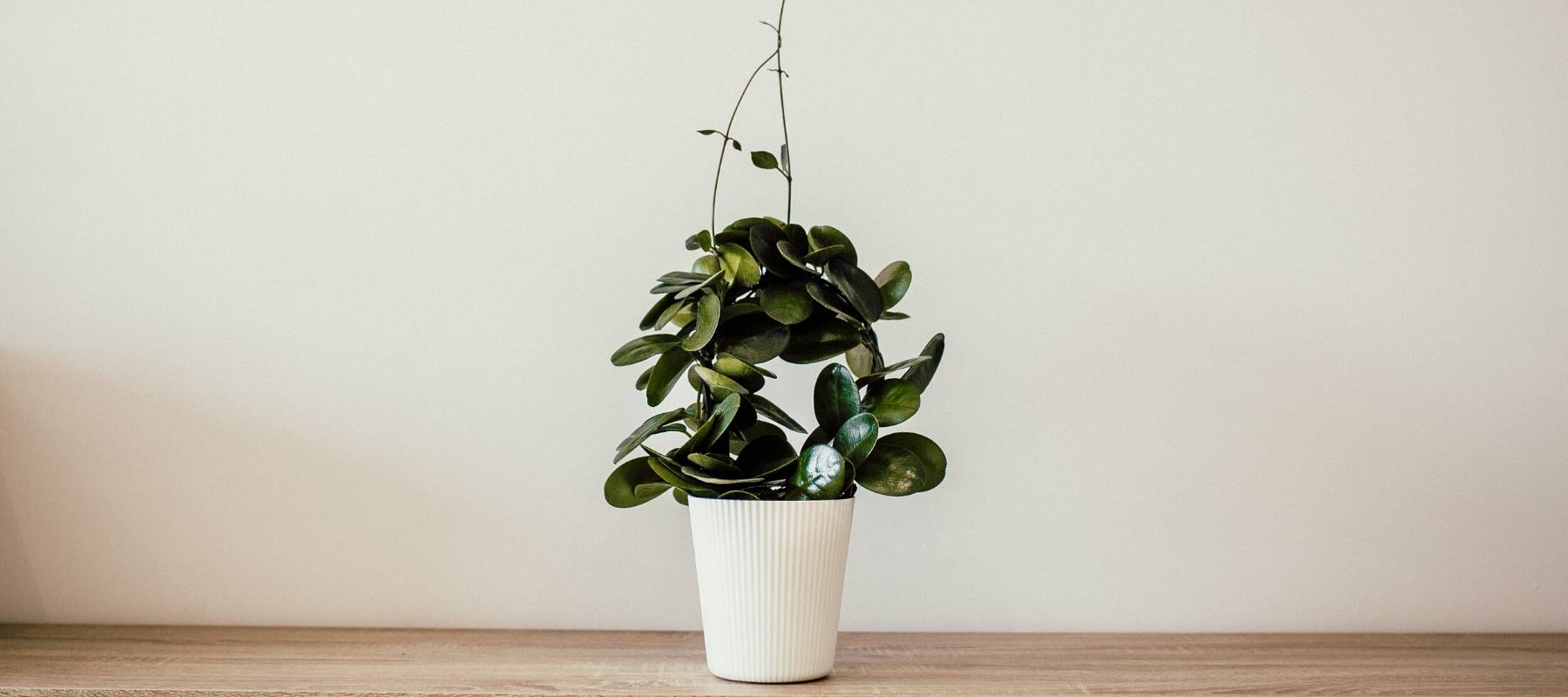 House plant in white plant pot