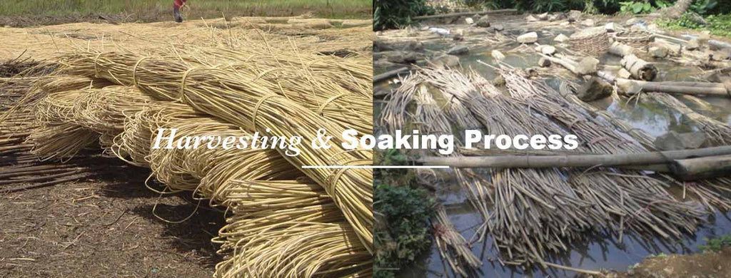 Rattan Harvesting and Soaking process 