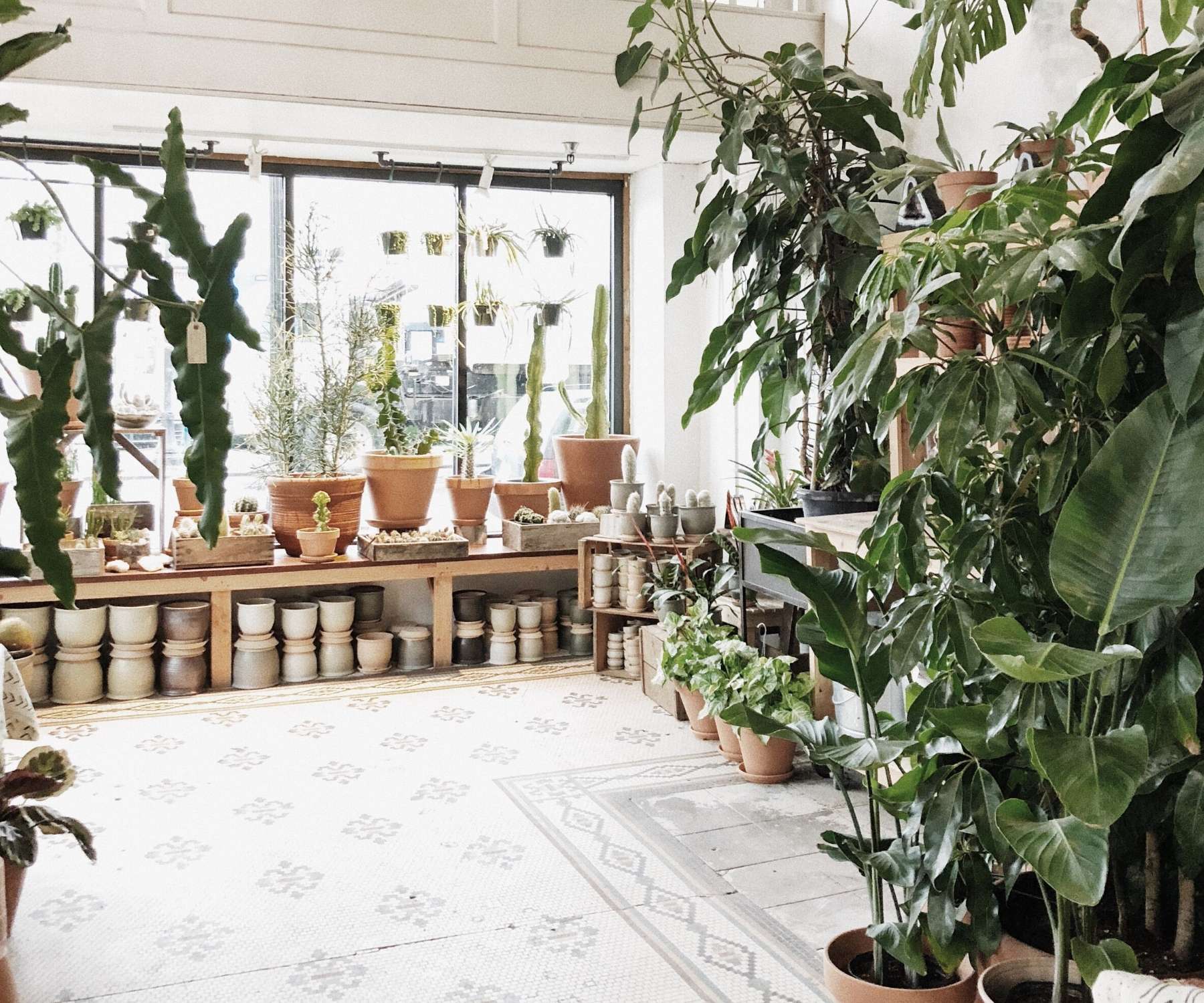 houseplant display in front of large window