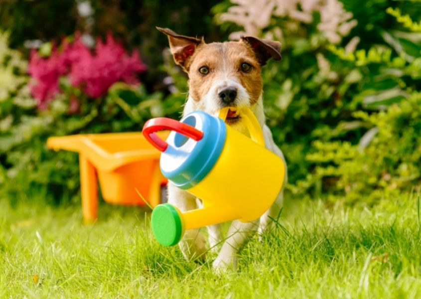 Dog running in a garden for How to host the outdoors in style this summer blog