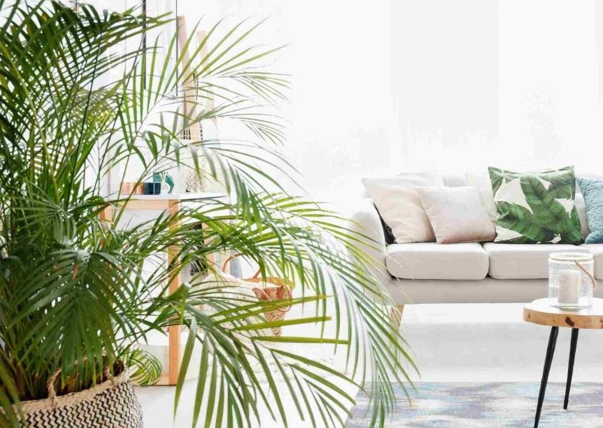 Large green houseplant with white sofa and window in background
