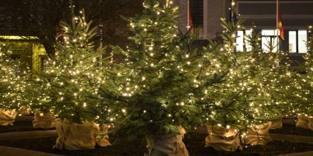 group of real Christmas trees with lights for how to help your Christmas tree last longer blog