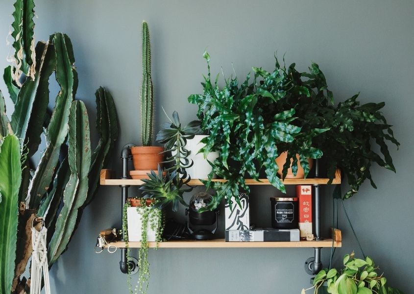 Industrial wooden shelves full of green plants and pots against green wall