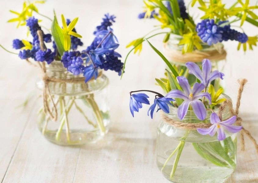 Glass jars with purple and yellow spring flowers