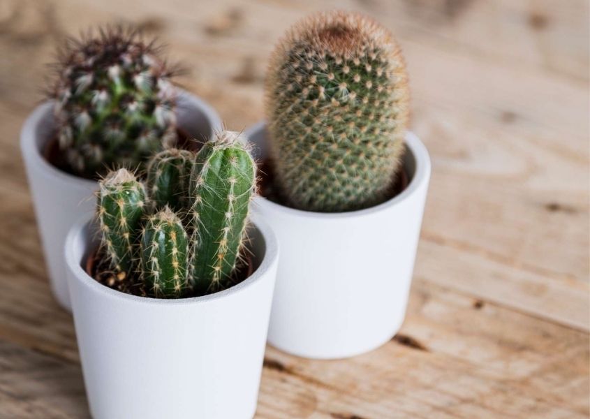 Three small pots of cactus for How to Style a Bookcase blog