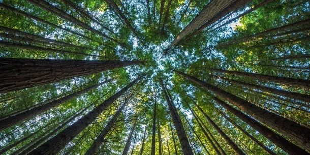 looking up at tall trees for It's National Tree Week! Why reclaimed wood is tree friendly blog