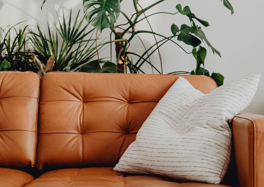 brown leather sofa with large green house plants