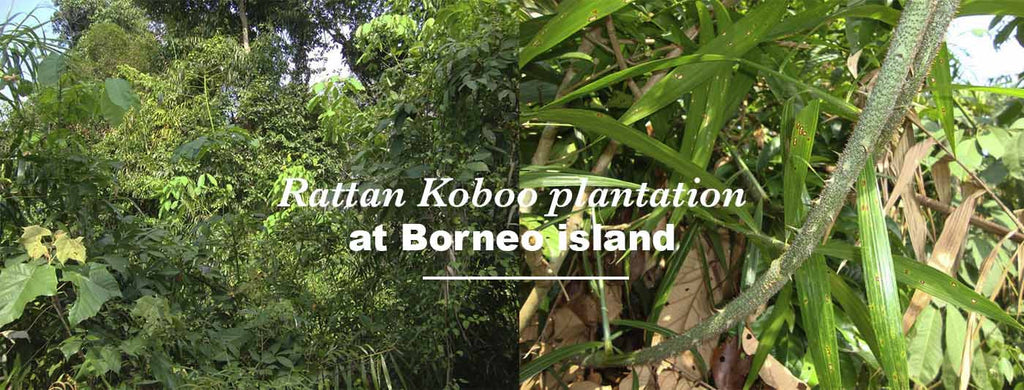 Rattan plantation at Koboo