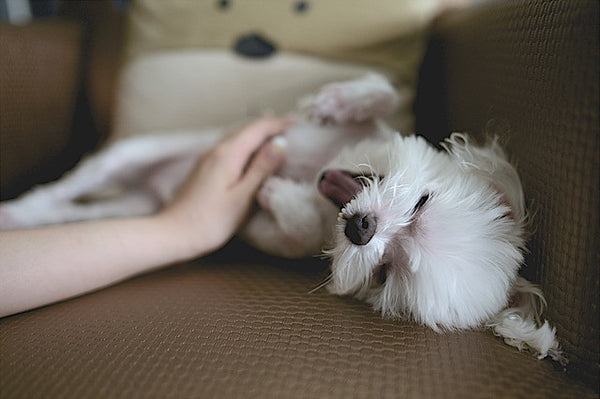 Small white dog on brown sofa