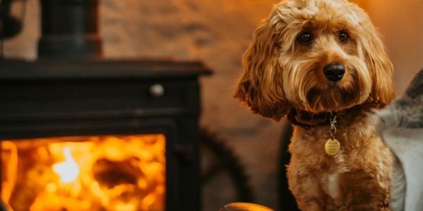 Tips and tricks to create a pet friendly living room blog