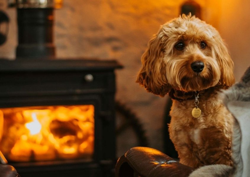 dog sitting next to a wood burner for tips and tricks to create a pet-friendly living room