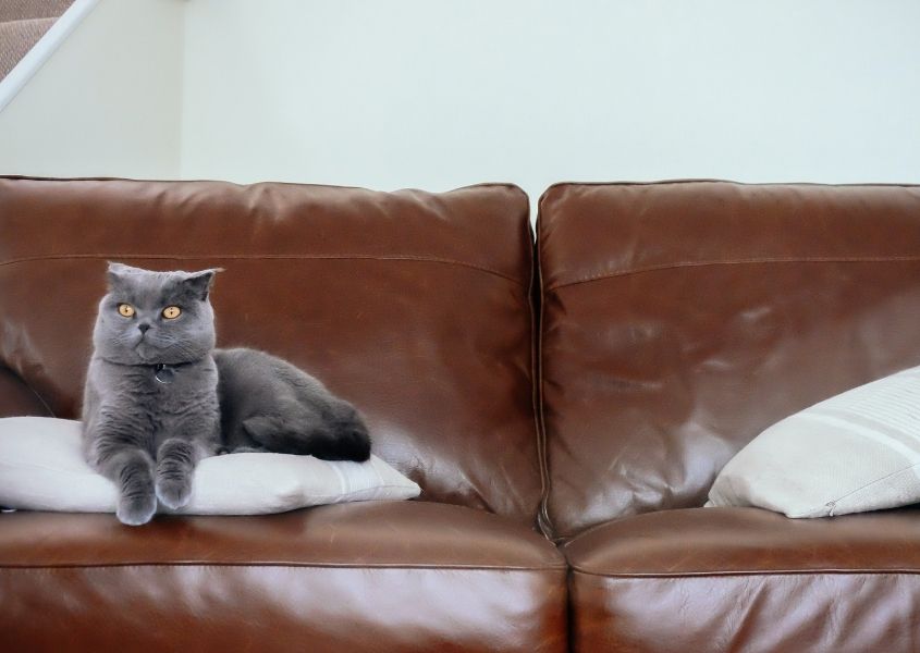 brown leather sofa with grey cat