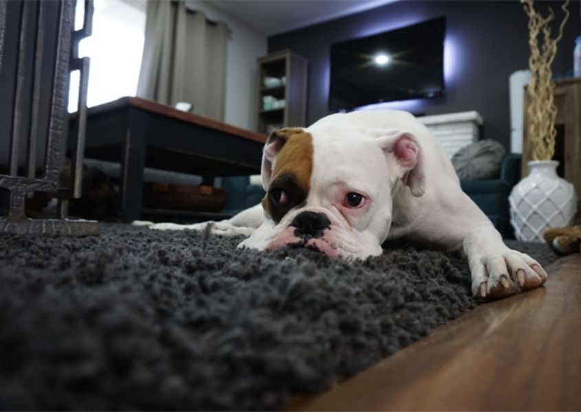 bulldog of living room floor for tips and tricks for a pet friendly living room